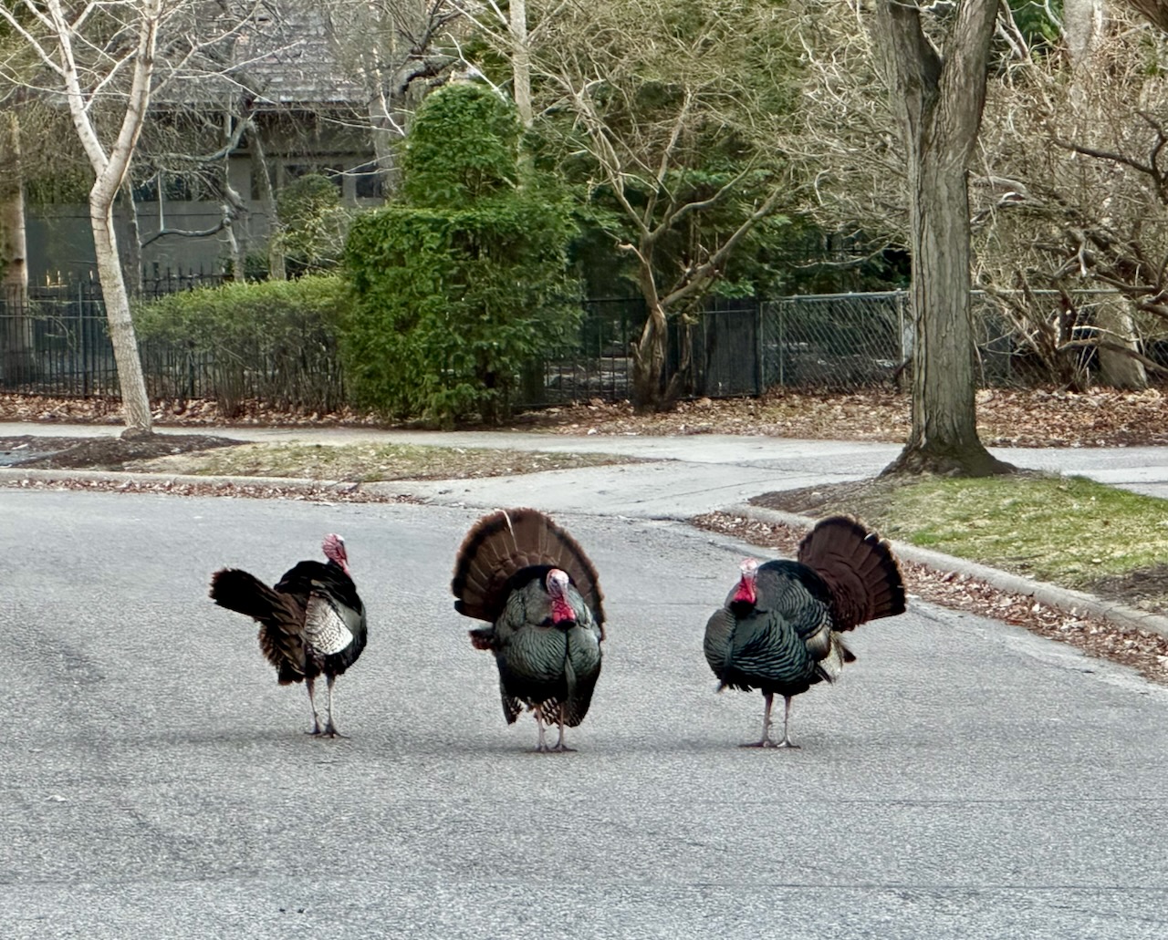 The turkeys have come out in South Minneapolis. The turkeys have come out in South Minneapolis.